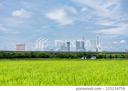 Beautiful spring scenery of the Minuma rice fields in Saitama City, Saitama Prefecture 125234759