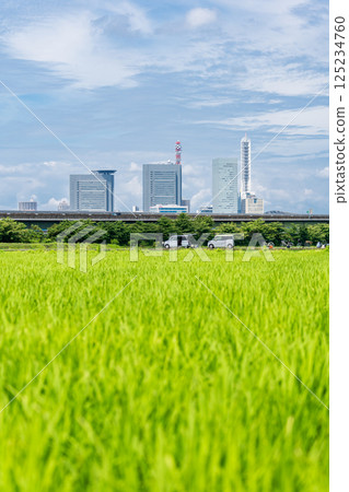 埼玉縣埼玉市見沼稻田的春天美景 125234760