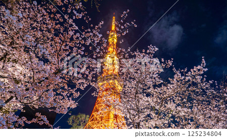 "Tokyo Tower" View of Tokyo Tower with cherry blossoms in full bloom at night 125234804