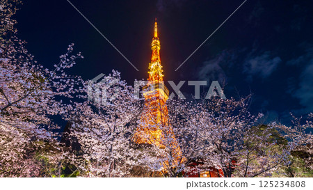 「東京鐵塔」 夜晚盛開的櫻花與東京鐵塔的景色 125234808