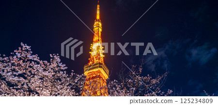 "Tokyo Tower" View of Tokyo Tower with cherry blossoms in full bloom at night 125234809