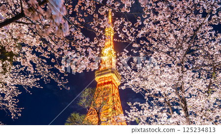"Tokyo Tower" View of Tokyo Tower with cherry blossoms in full bloom at night "Tokyo Tower" View of Tokyo Tower with cherry blossoms in full bloom at night 125234813