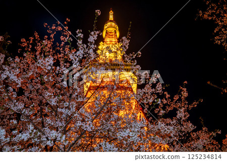 「東京鐵塔」 夜晚盛開的櫻花與東京鐵塔的景色 125234814