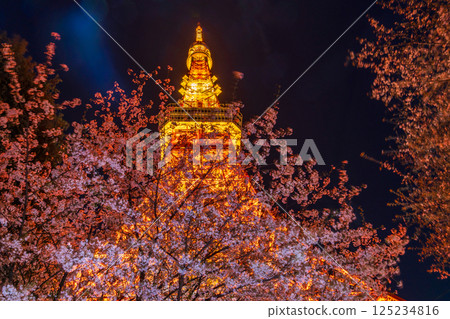 「東京鐵塔」 夜晚盛開的櫻花與東京鐵塔的景色 「東京鐵塔」 夜晚盛開的櫻花與東京鐵塔的景色 125234816