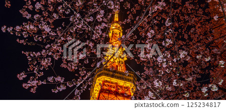 「東京鐵塔」 夜晚盛開的櫻花與東京鐵塔的景色 125234817