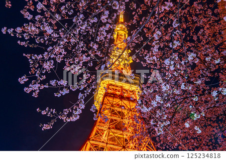 "Tokyo Tower" View of Tokyo Tower with cherry blossoms in full bloom at night 125234818