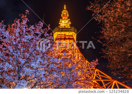 "Tokyo Tower" View of Tokyo Tower with cherry blossoms in full bloom at night 125234828