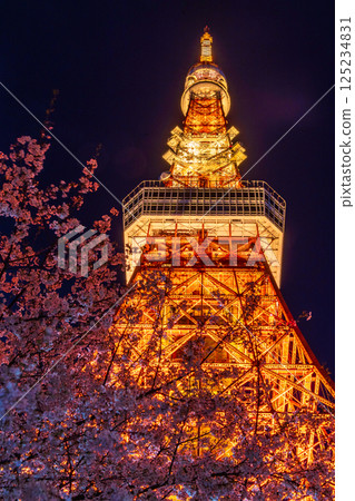 「東京鐵塔」 夜晚盛開的櫻花與東京鐵塔的景色 125234831