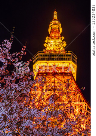 「東京鐵塔」 夜晚盛開的櫻花與東京鐵塔的景色 125234832