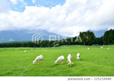 Goats at Tsukimawari Park in Aso, Minamiaso, Takamori Town, Kumamoto Prefecture Goats at Tsukimawari Park in Aso, Minamiaso, Takamori Town, Kumamoto Prefecture 125234890