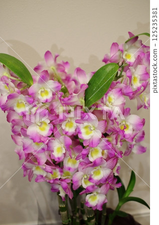 Dendrobium potted plant 125235381