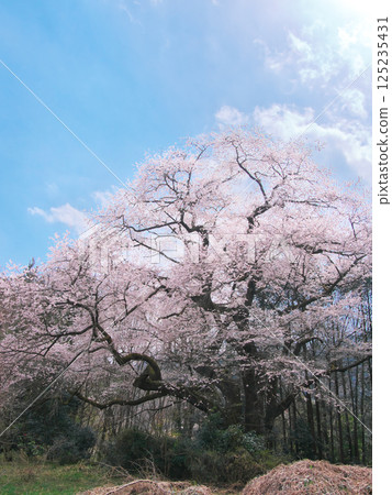 一棵櫻花樹 - 細野彼岸櫻花樹(2025年3月) 一棵櫻花樹 - 細野彼岸櫻花樹(2025年3月) 125235431