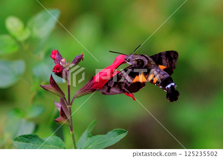A cute black-and-white flycatcher hovering like a hummingbird and sucking nectar from a flower 125235502