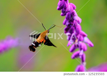 A cute black-and-white flycatcher hovering like a hummingbird and sucking nectar from a flower 125235503