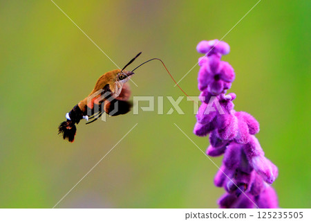 A cute black-and-white flycatcher hovering like a hummingbird and sucking nectar from a flower 125235505