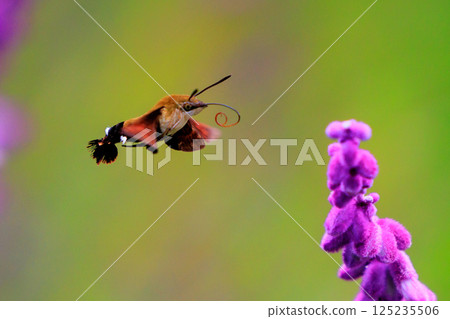 A cute black-and-white flycatcher hovering like a hummingbird and sucking nectar from a flower 125235506