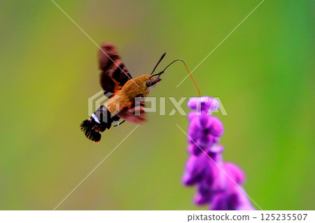 A cute black-and-white flycatcher hovering like a hummingbird and sucking nectar from a flower 125235507
