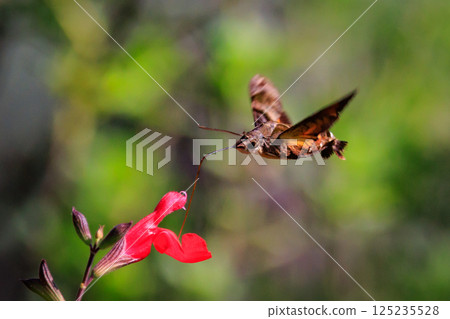 一隻可愛的黑白霸鶲像蜂鳥一樣盤旋，吸吮著花朵的花蜜 125235528