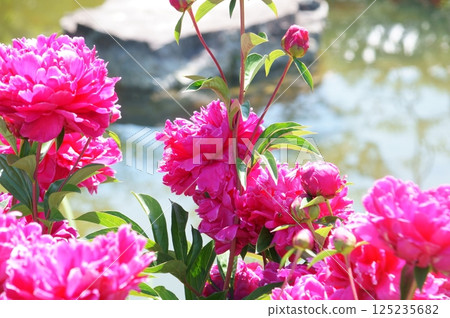 初夏的三十三間堂,牡丹 初夏的三十三間堂,牡丹 125235682