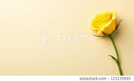 yellow roses on a white background 125235695