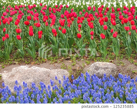 2025 Tulip Festival 8 125235885
