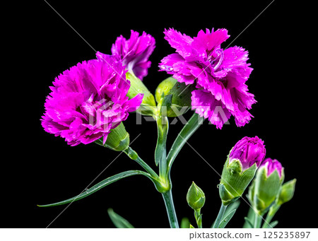 Pink carnation flowers with water droplets black background Pink carnation flowers with water droplets black background 125235897