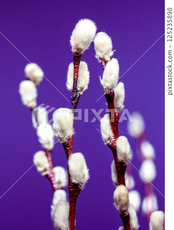 Soft Pussy Willow Branches with Silvery Catkins on Purple, Spring Soft Pussy Willow Branches with Silvery Catkins on Purple, Spring 125235898