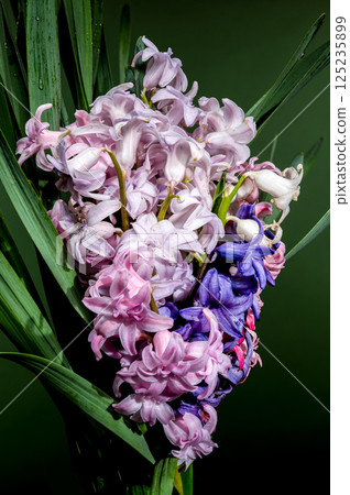 Spring Hyacinth Mix Pink, Purple, White Blooms on Green Spring Hyacinth Mix Pink, Purple, White Blooms on Green 125235899