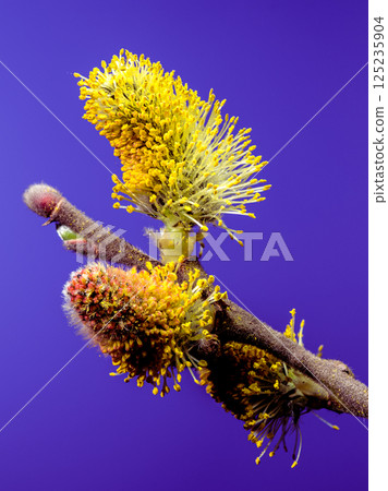 Soft Pussy Willow Branches with Silvery Catkins on Purple, Spring 125235904