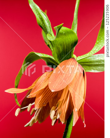 Vibrant Orange Fritillaria Bloom on Warm red Tone 125235906