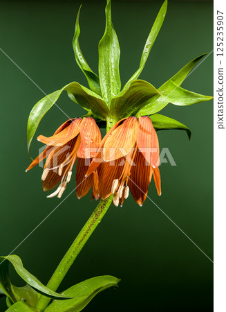 Striking Orange Crown Imperial Flower Against Soft Green Striking Orange Crown Imperial Flower Against Soft Green 125235907