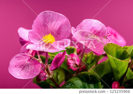 Delicate Pink Begonia Blossoms with Yellow Centers on Pink, Floral 125235908