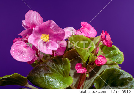 Luminous Pink Begonia Flowers with Yellow Centers on Purple Luminous Pink Begonia Flowers with Yellow Centers on Purple 125235910