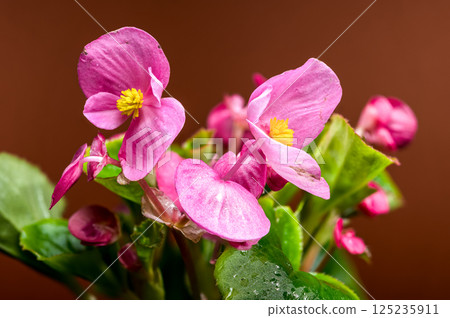 Delicate Pink Begonia Blossoms with Yellow on Warm Brown 125235911