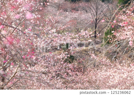 【大分縣】晴天的長湯溫泉，垂枝櫻花之鄉 125236062