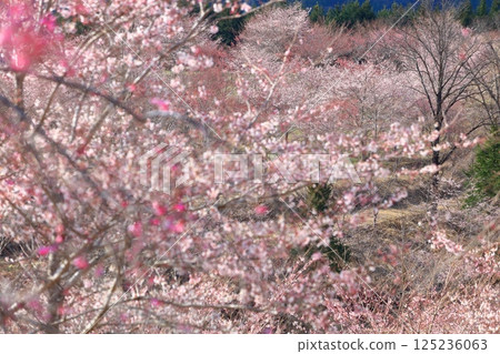 【大分縣】晴天的長湯溫泉，垂枝櫻花之鄉 125236063
