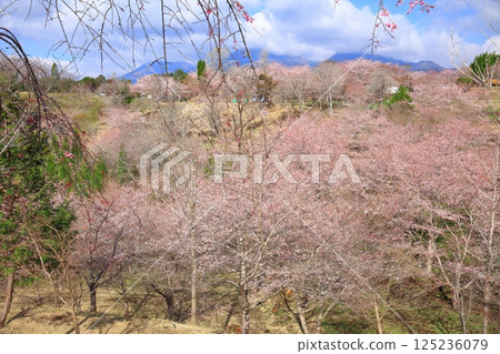 [Oita Prefecture] Nagayu Onsen on a sunny day, the village of weeping cherry blossoms 125236079
