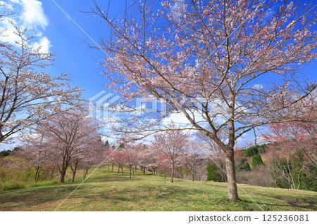【大分縣】晴天的長湯溫泉，垂枝櫻花之鄉 125236081