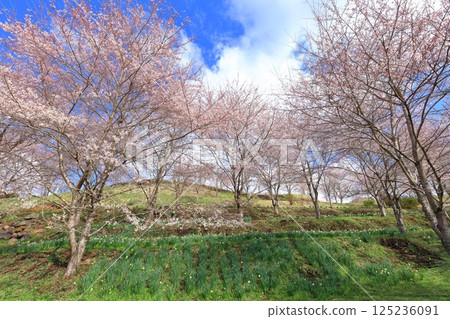 [Oita Prefecture] Nagayu Onsen on a sunny day, the village of weeping cherry blossoms 125236091