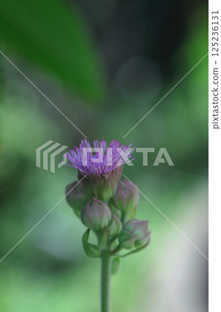 薊在高原盛開 125236131