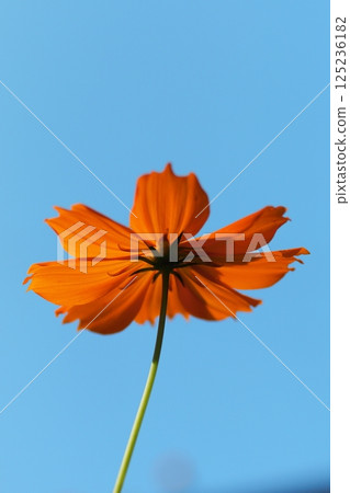 Kibana cosmos blooming towards the blue sky 125236182