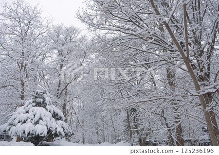 Snow-piled trees 125236196