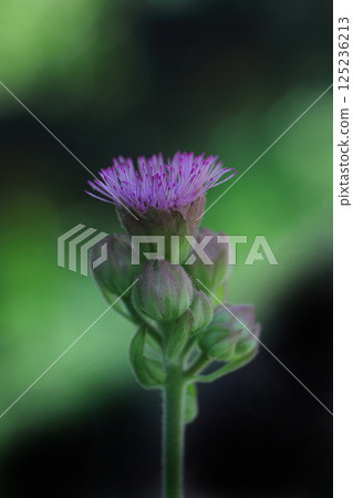 綠樹間盛開的薊花 綠樹間盛開的薊花 125236213