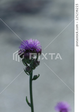 夏日陽光下盛開的薊花 125236215