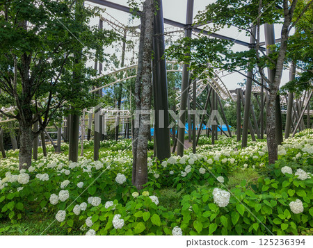 On a clear summer day, the suspended roller coaster Hurricane at Rusutsu Resort in Hokkaido 125236394
