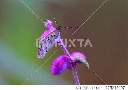 小而美麗,但繁殖力極強的蝴蝶 Yamato Corbicula 小而美麗,但繁殖力極強的蝴蝶 Yamato Corbicula 125236437
