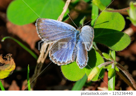 Small and beautiful, but highly reproductive butterfly Yamato Corbicula Small and beautiful, but highly reproductive butterfly Yamato Corbicula 125236440