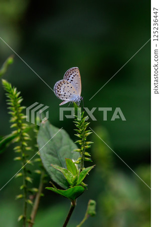 Small and beautiful, but highly reproductive butterfly Yamato Corbicula Small and beautiful, but highly reproductive butterfly Yamato Corbicula 125236447
