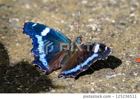 The lapis lazuli line is impressive, beautiful and popular Ruri Tateha The lapis lazuli line is impressive, beautiful and popular Ruri Tateha 125236511