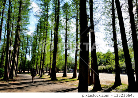 別所沼公園,綠樹成蔭,風景優美 別所沼公園,綠樹成蔭,風景優美 125236643